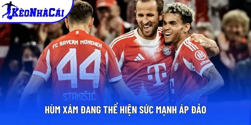 Hùm Xám đang thể hiện sức mạnh áp đảo Hùm Xám đang thể hiện sức mạnh áp đảo